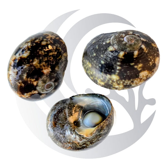 Polished Nerite Snails Nerita polita showing mottled dark shells and algae-grazing foot for a saltwater reef aquarium