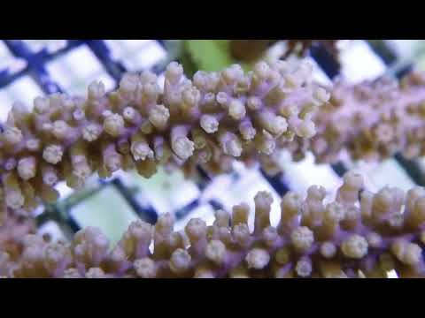 Knobby Photosynthetic Cultured Gorgonians at Pacific East Aquaculture