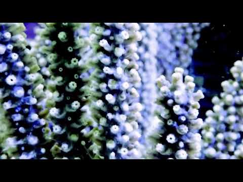 Black Photosynthetic Cultured Gorgonians at Pacific East Aquaculture
