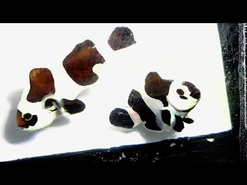 Captive-Bred Black Storm Clownfish Pair – Amphiprion ocellaris