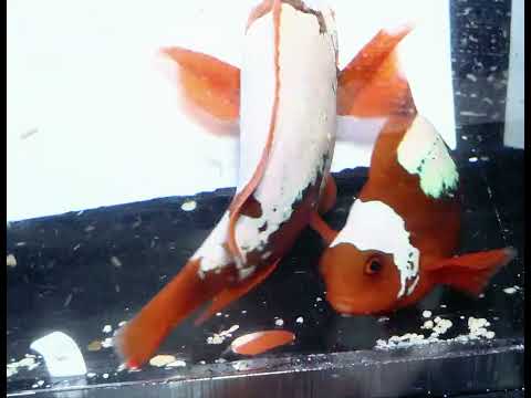 Captive-Bred White Lightning Maroon Clownfish Pair – Amphiprion biaculeatus