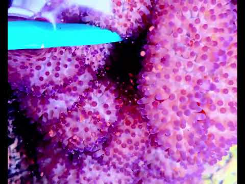 Purple Haddoni Carpet Anemone