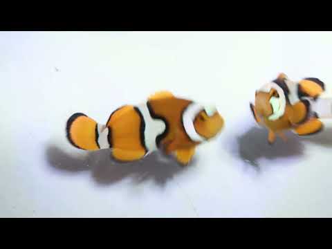 Captive-Bred Helmet Picasso Clownfish Pair – Amphiprion percula