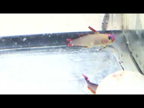 Purple Firefish (Nemateleotris decora)