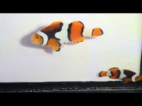 Captive-Bred Extra Black Percula Clownfish Pair – Amphiprion percula