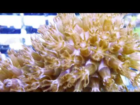 Giant Slit Pore Photosynthetic Cultured Gorgonians at Pacific East Aquaculture