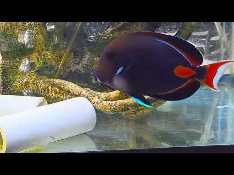 Tahitian Achilles Tang (Acanthurus achilles)