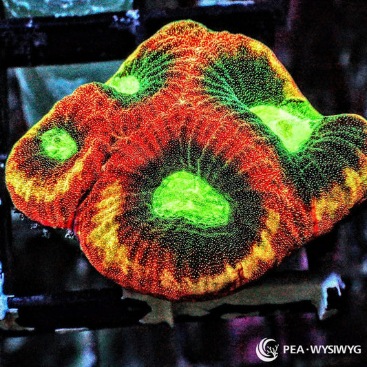 Prism Favia WYSIWYG LPS coral with glowing green, orange, and yellow prism-like coloration