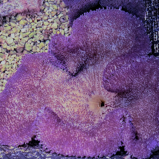 Purple Haddoni Carpet Anemone Stichodactyla haddoni WYSIWYG reef aquarium anemone