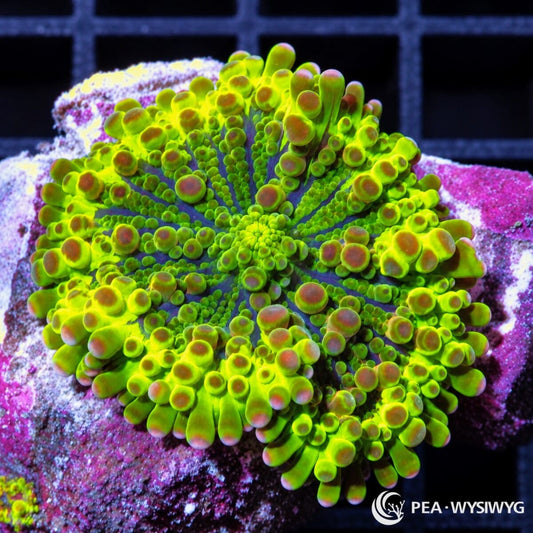 Purple Tip Lime Ricordea Yuma Ricordea yuma WYSIWYG coral frag with fluorescent lime-green tissue and purple-tipped vesicles