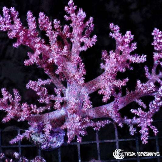 WYSIWYG Purplish Nephthea Tree Leather soft coral colony with pink-purple branching structure and fuzzy polyps