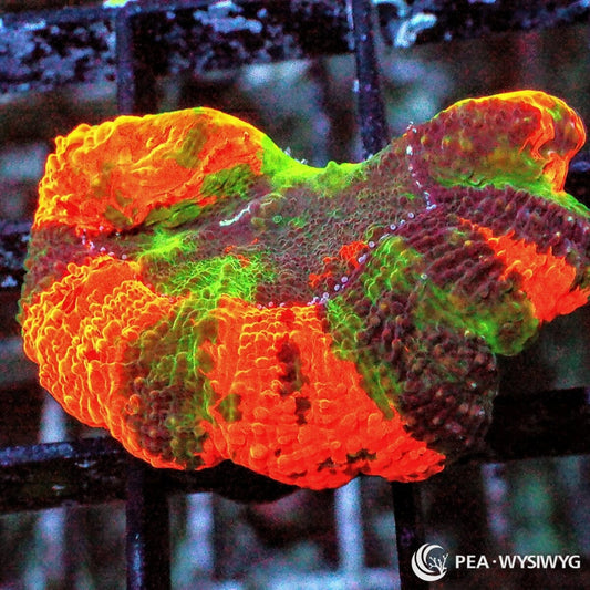 Rainbow Acan Echinata WYSIWYG LPS coral with orange, red, green, and purple rainbow coloration