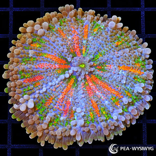 Rainbow Burst Ricordea Yuma Ricordea yuma WYSIWYG coral with orange, fluorescent green, lavender, peach, and blue-gray coloration