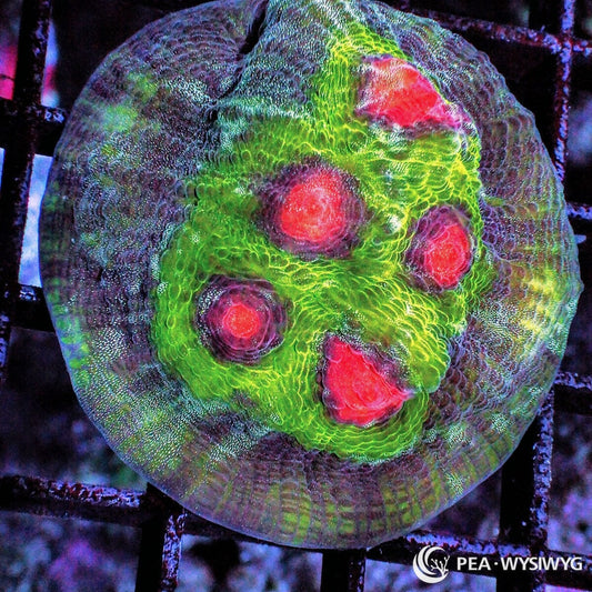 Raja Chalice Echinophyllia sp. WYSIWYG LPS coral frag with green body red orange eyes and dark outer rim