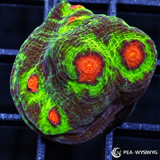 Raja Chalice Echinophyllia sp. WYSIWYG coral with neon green tissue, burgundy-purple coloration, and vivid orange-red eyes