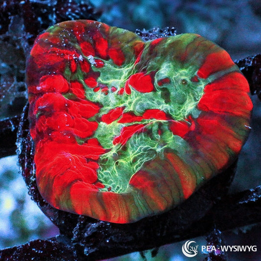 Rare Big Bang Oxypora Oxypora lacera WYSIWYG premium LPS coral frag