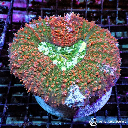 Red Green Lobophyllia Lobophyllia hemprichii WYSIWYG LPS coral colony with green base, red orange texture, and fleshy large polyps