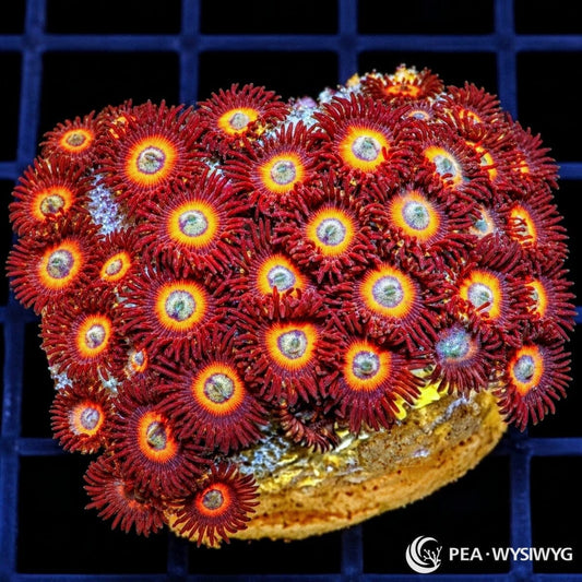 Red Hornet Zoanthids Zoanthus sp. WYSIWYG coral with deep crimson-red skirts, bright orange-yellow rings, and pale contrasting centers