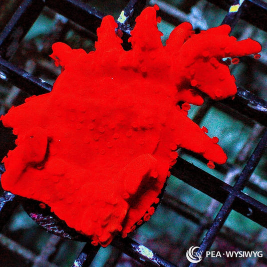 Red Hot Montipora Setosa WYSIWYG SPS coral frag with intense solid red-orange coloration