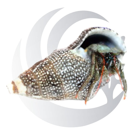 Red Leg Hermit Crab (Clibanarius spp.), omnivorous scavenger, small saltwater aquarium invert