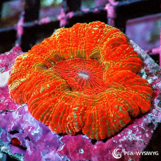 Red Orange Mini Scoly Homophyllia australis WYSIWYG LPS coral with bright red orange tissue, green striping, and fleshy round growth