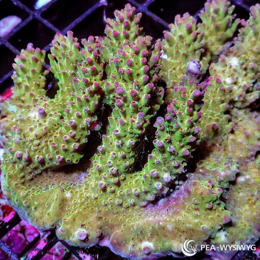 Red Polyp Christmas Tree Chunky Acropora Acropora sp. WYSIWYG coral frag with green yellow branching growth, red pink polyps, and chunky reef aquarium structure