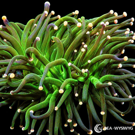 WYSIWYG Rose Tip Torch Euphyllia coral with green tentacles and pale rose-white tips