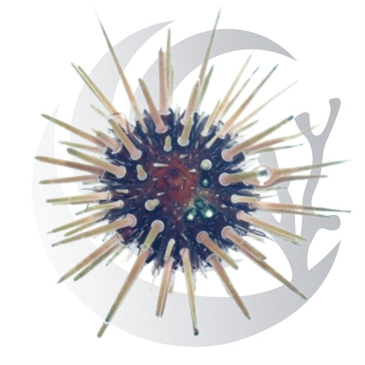 Short Spine Urchin (Echinometra lacunter), algae grazer, large saltwater aquarium invert