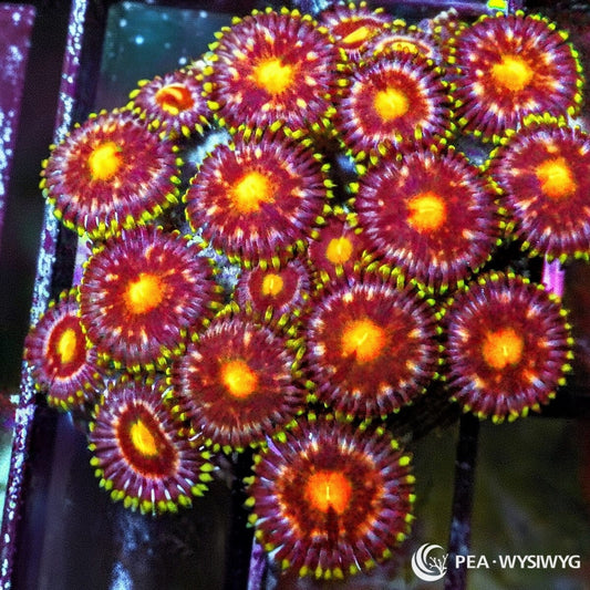 Soul Searcher Zoanthids WYSIWYG coral frag with orange centers, purple rings, and green skirts