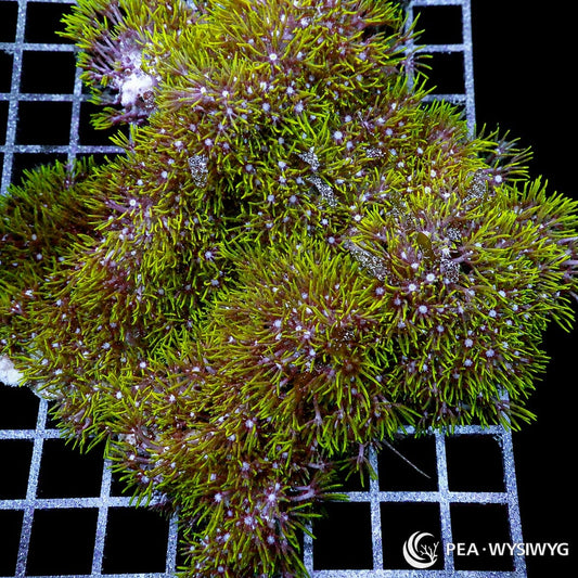 Green encrusting Star Polyps soft coral colony WYSIWYG with bright green flowing polyps