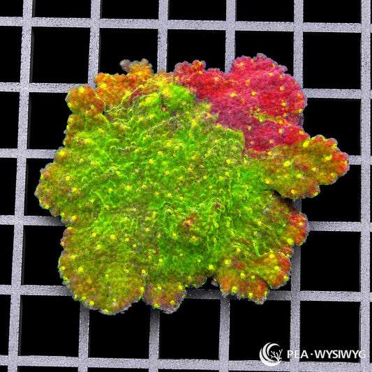 Starfire Plating Grafted Tie Dye Montipora Montipora capricornis WYSIWYG premium SPS coral frag