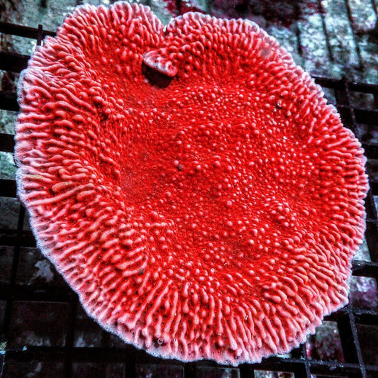 Strawberry Medusa Plating Montipora Montipora capricornis SPS coral colony