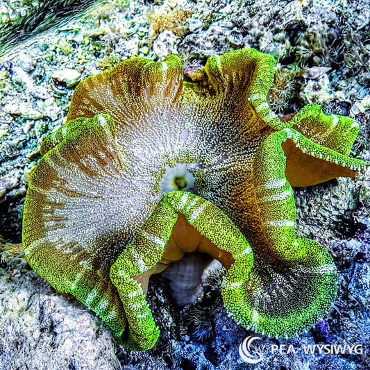Striped Green Haddoni Carpet Anemone WYSIWYG