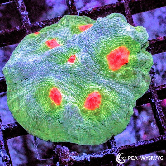 Sunny Side Up Chalice Echinophyllia species WYSIWYG premium LPS coral frag