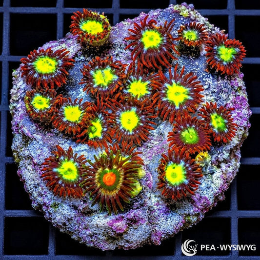 Sunrise Zoanthids Zoanthus sp. WYSIWYG coral with fluorescent yellow-green centers, blue-green radial accents, and deep red burgundy skirts