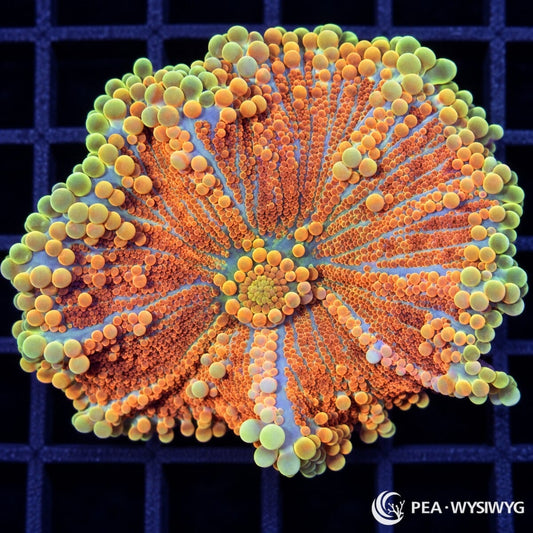 Super Orange Ricordea Yuma Ricordea yuma WYSIWYG coral frag with vivid orange vesicles and yellow-green outer highlights