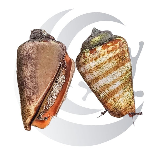 Tiger Conch (Conomurex luhuanus), sand bed grazer and detritus stirrer, medium saltwater aquarium invert