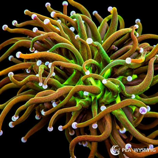 WYSIWYG Tony Tiger Torch Euphyllia coral with orange, green, and white-tipped tentacles