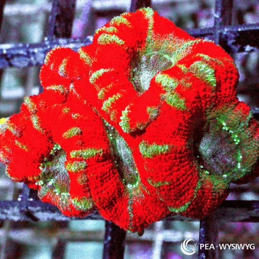 Ultra Acan Lordhowensis WYSIWYG coral frag with bright red tissue and green contrasting highlights