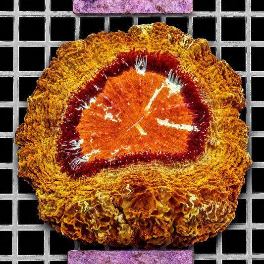 Ultra Acanthophyllia Acanthophyllia deshayesiana WYSIWYG LPS coral colony