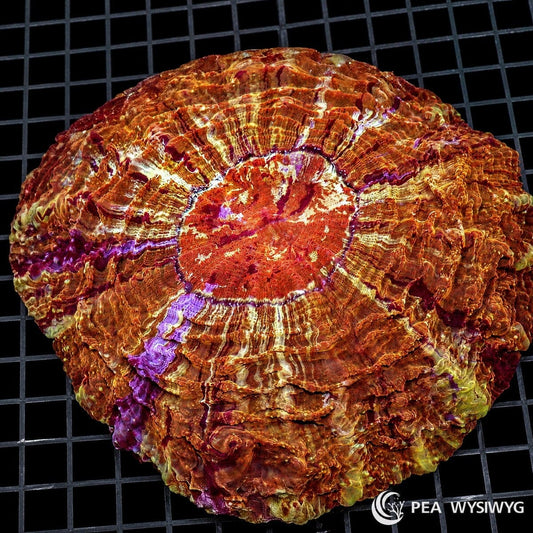 Ultra Rare Earth Rainbow Acanthophyllia LPS coral WYSIWYG colony with orange purple and gold coloration
