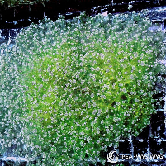 Ultra WYSIWYG Frogspawn - Violet Tip Green