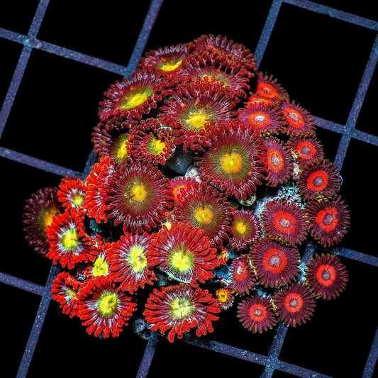 Ultra Zoanthid Combo Zoanthus sp. WYSIWYG coral with red yellow green and purple polyps