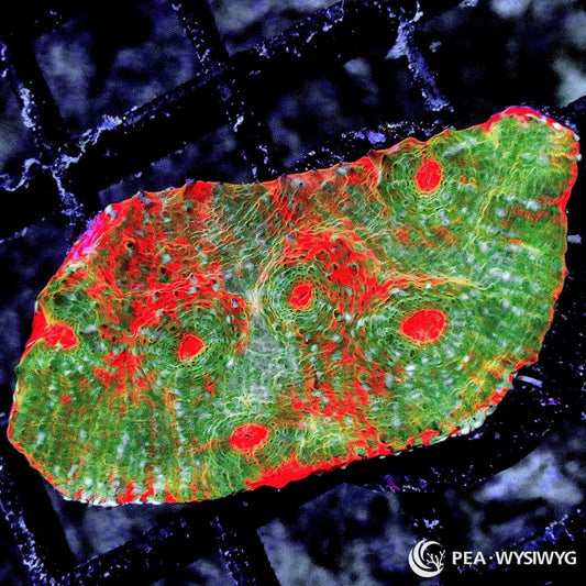Orange Red Galaxy Chalice Echinophyllia species WYSIWYG premium LPS coral frag