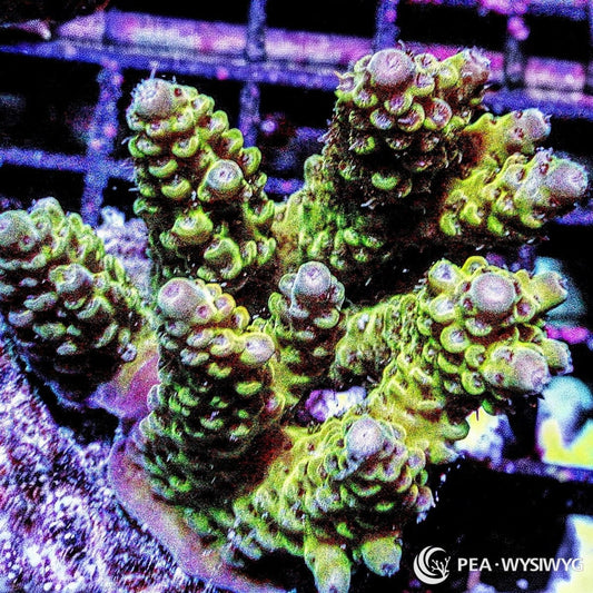 Violet Tip Green Yellow Chunky Table Acropora Acropora sp. WYSIWYG coral frag with green yellow branches, violet lavender tips, and chunky table growth