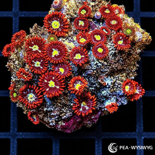 Yellow Belly Zoanthids Zoanthus sp. WYSIWYG coral with burgundy-red centers, bright yellow-green mouths, and vivid red-orange skirts