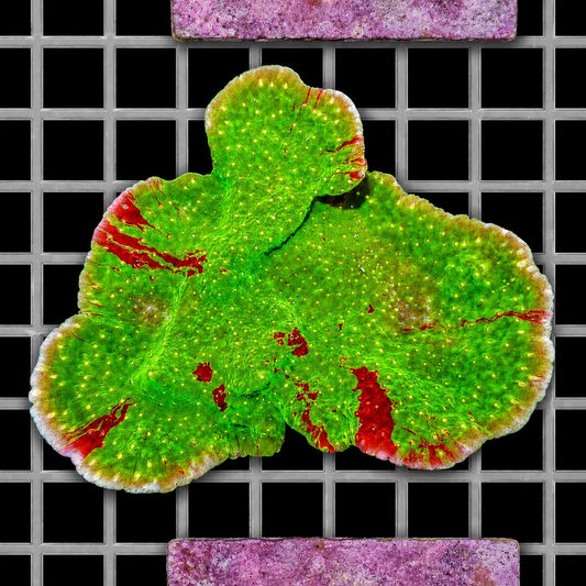 Yellow Polyp Tie-Dyed Plating Montipora Montipora capricornis SPS coral colony