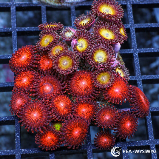 Zoanthids Combo Zoanthus spp. WYSIWYG colony with red-orange starburst polyps and contrasting yellow-centered burgundy zoanthids