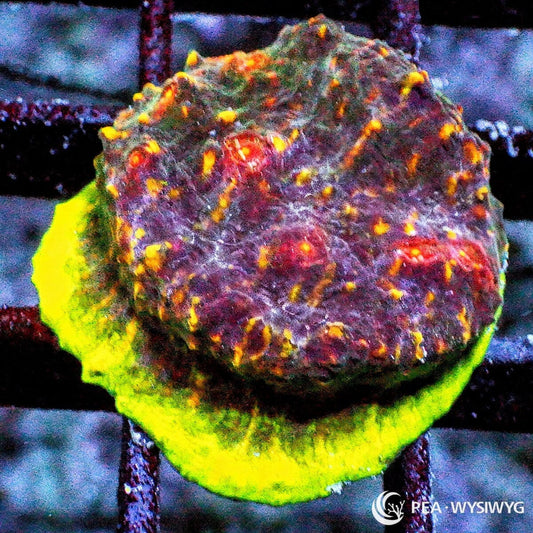 Zombie Lime Rim Chalice Echinophyllia species WYSIWYG premium LPS coral frag