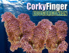 Corky Finger Gorgonian